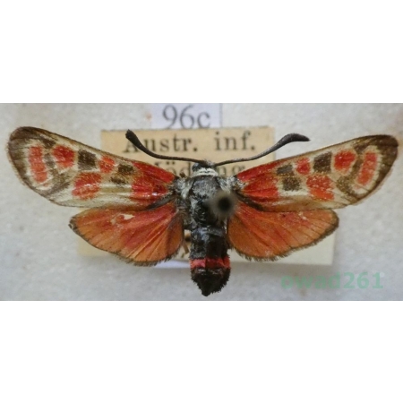 Zygaena carniolica amoena Staudinger, 1887 Kraśnik rzęsinowiec Austria96c